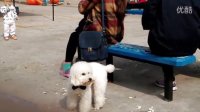 两只超萌小狗爬主人身上争庞